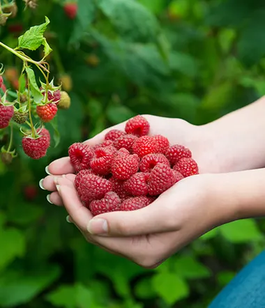 Les petits fruits rouges