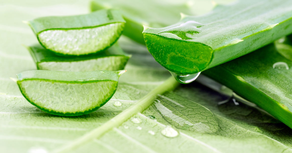 Aloe Vera