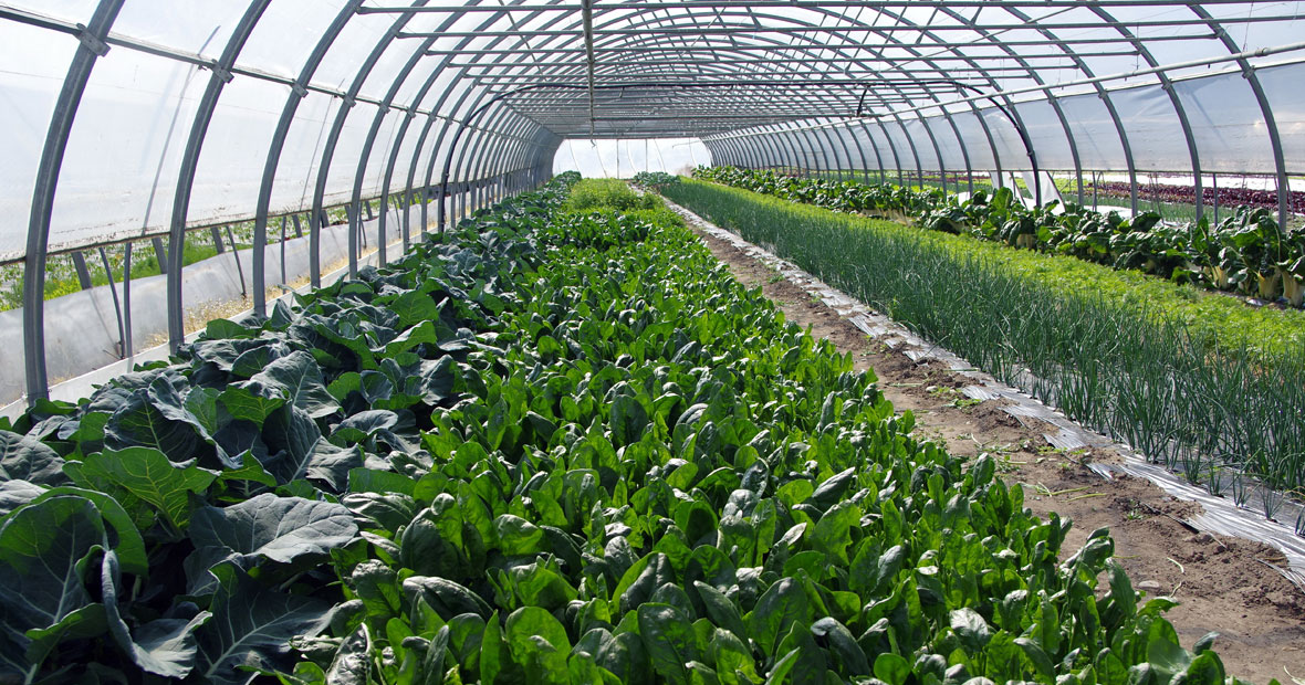 auto-production sous serre